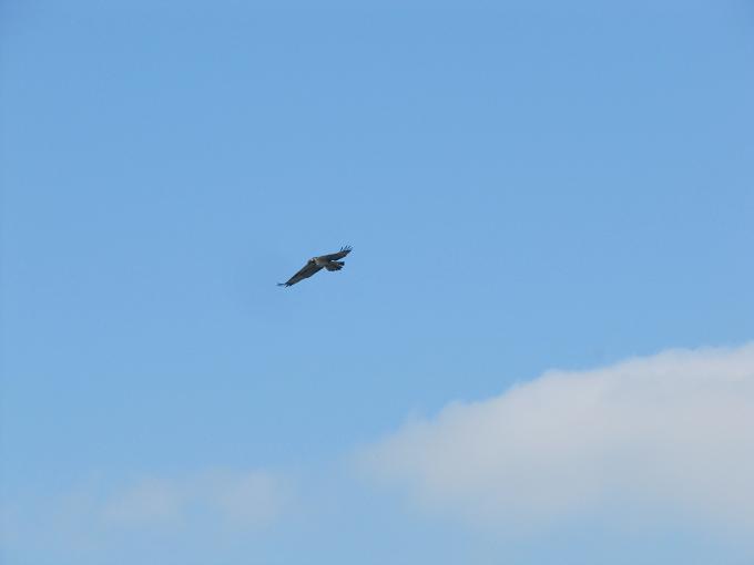 Falco pescatore
